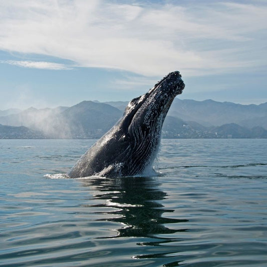 LUXURY WHALE WATCHING