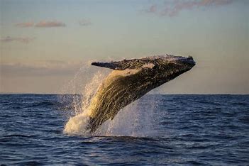 Mega Yacht Sunset Whale Waching All Inclusive