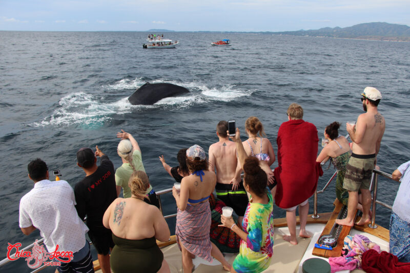 WHALE WATCHING All INCLUSIVE