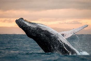 Mega Yacht Sunset Whale Waching All Inclusive